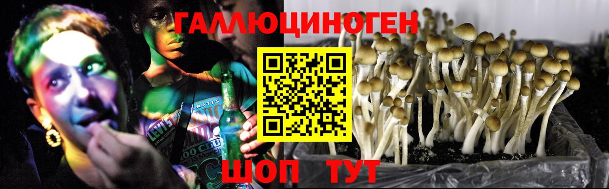 Электрогорск  Галлюциногенные грибы Psilocybe  хочу наркоту  Вход с VPN  Галлюциногенные грибы мухоморы 